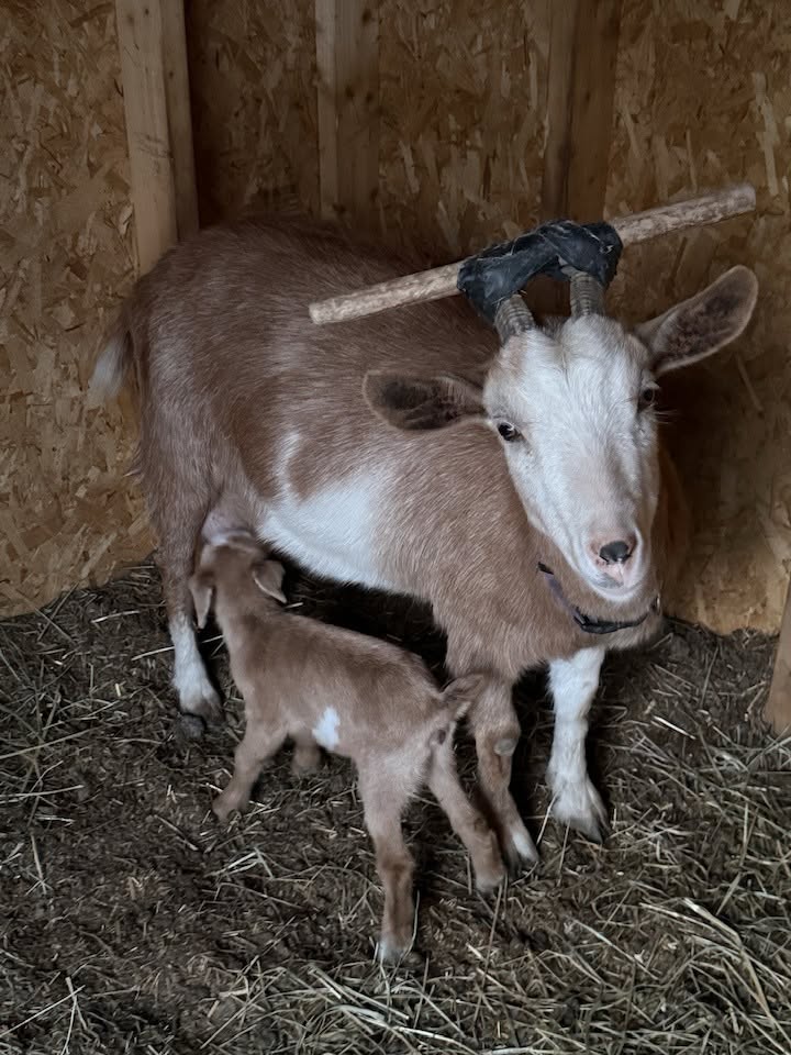 A baby goat in the barn at Harper Farm.